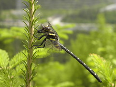 Cordulegaster maculata