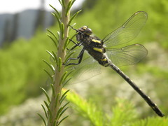 Cordulegaster maculata