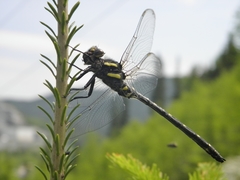Cordulegaster maculata