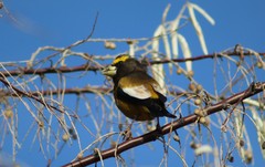 Coccothraustes vespertinus
