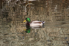 Anas platyrhynchos