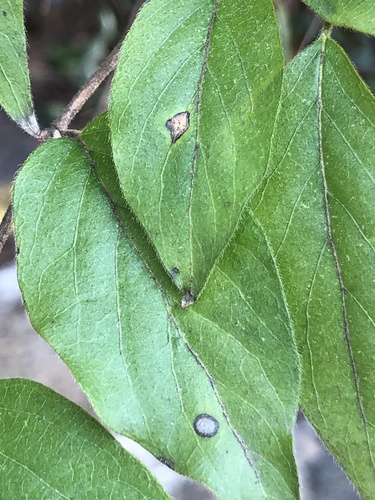 Ascochyta tenerrima