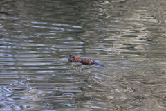 Ondatra zibethicus