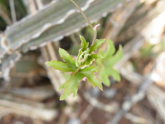 Cissus cactiformis