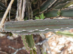 Cissus cactiformis