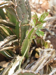 Cissus cactiformis