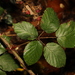 Rubus cardiophyllus - Photo no hay derechos reservados, subido por Stephen James McWilliam