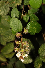 Rubus cardiophyllus
