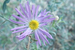 Dieteria asteroides asteroides