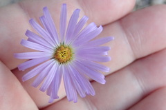 Dieteria asteroides asteroides