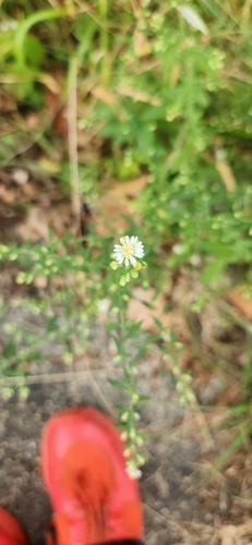 Symphyotrichum lateriflorum var. horizontale