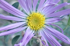 Dieteria asteroides asteroides