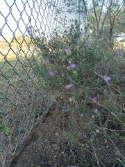 Dieteria asteroides asteroides