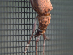 Scolecobrotus variegatus