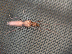 Scolecobrotus variegatus