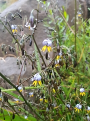 Dianella tasmanica