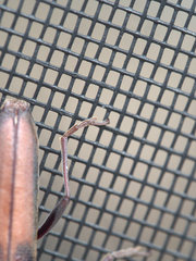 Scolecobrotus variegatus