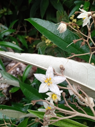 Solanum cinnamomeum