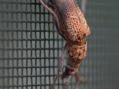 Scolecobrotus variegatus