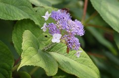 Hydrangea involucrata
