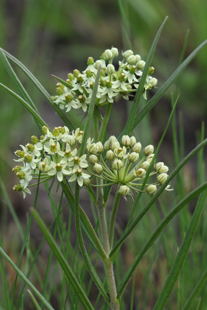 Xysmalobium involucratum