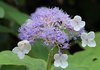 Hydrangea involucrata - Photo (c) 空猫 T. N, some rights reserved (CC BY-NC), uploaded by 空猫 T. N