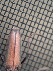 Scolecobrotus variegatus