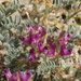 Tonopah Milkvetch - Photo (c) Michelle Cloud-Hughes, some rights reserved (CC BY-NC), uploaded by Michelle Cloud-Hughes