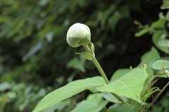 Hydrangea involucrata