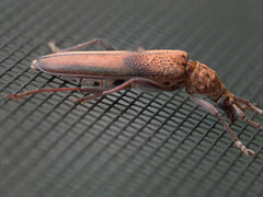Scolecobrotus variegatus