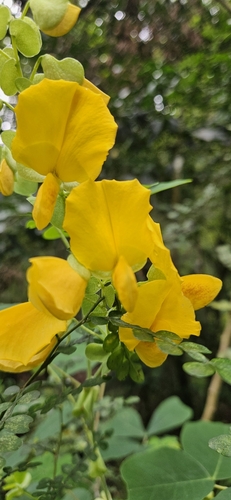Yoke-leaved amicia (Amicia zygomeris)