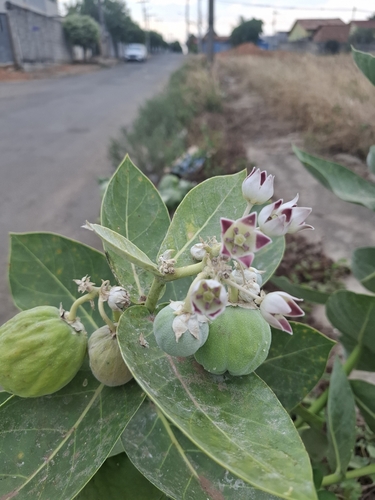giant milkweed