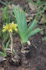 Aloe kraussii
