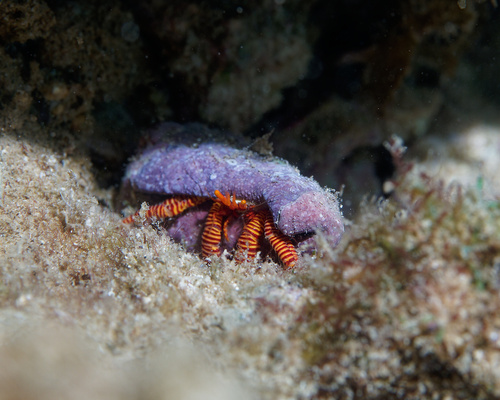 Ciliopagurus strigatus, 2025-09-20