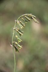 Dipcadi marlothii