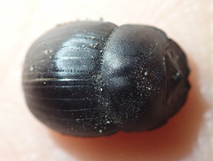 Metacatharsius opacus