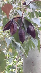 Brachychiton populneus