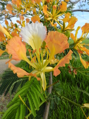 Delonix regia flavida