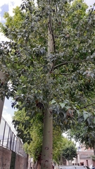 Brachychiton populneus