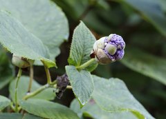 Hydrangea involucrata