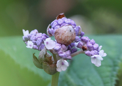 Hydrangea involucrata