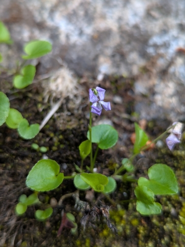 Alpine Violet (Viola labradorica)