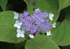 Hydrangea involucrata