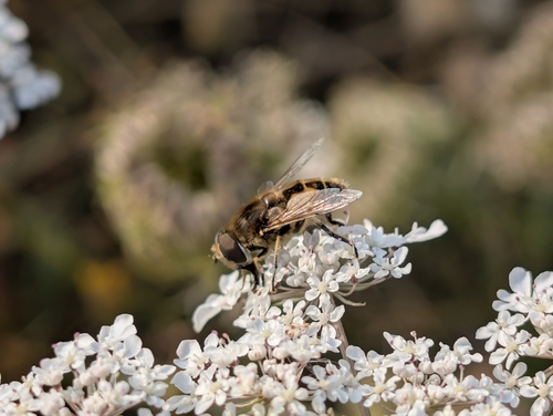 Unknown species found near Coupeville, WA 98239, USA