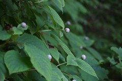 Hydrangea involucrata