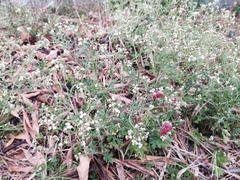 Parthenium hysterophorus image