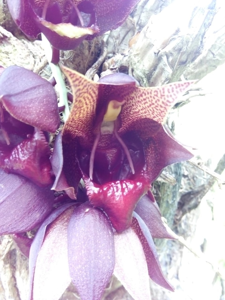 Catasetum dupliciscutula