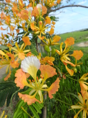 Delonix regia flavida