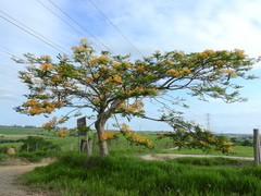 Delonix regia flavida