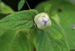Hydrangea involucrata